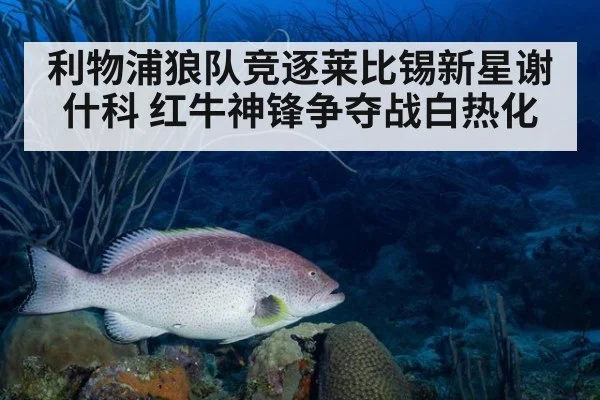 利物浦狼队竞逐莱比锡新星谢什科 红牛神锋争夺战白热化